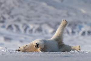 image 13 in Wildlife 2018 gallery