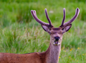 image 14 in Wildlife 2018 gallery