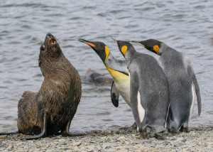 image 16 in Wildlife 2018 gallery