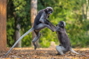 image 17 in Wildlife 2018 gallery