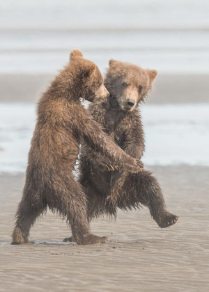 image 18 in Wildlife 2018 gallery