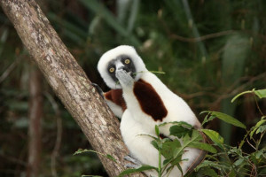 image 19 in Wildlife 2018 gallery
