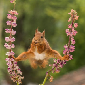 image 1 in Wildlife 2018 gallery