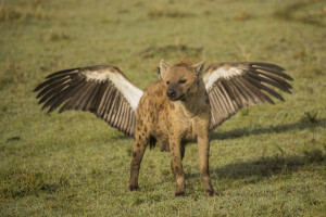 image 20 in Wildlife 2018 gallery