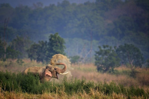 image 21 in Wildlife 2018 gallery