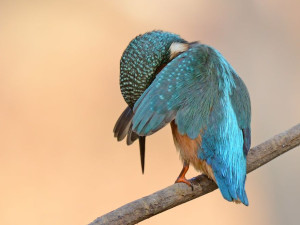 image 22 in Wildlife 2018 gallery