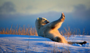 image 27 in Wildlife 2018 gallery