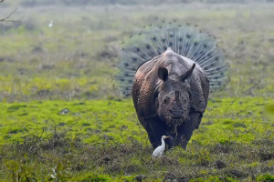 image 2 in Wildlife 2018 gallery