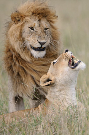 image 5 in Wildlife 2018 gallery