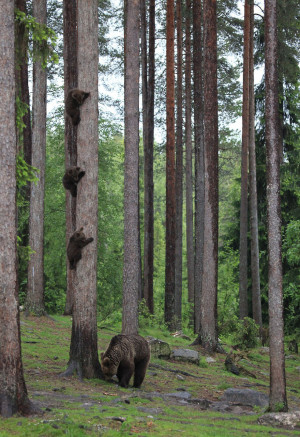 image 6 in Wildlife 2018 gallery