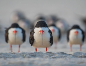 image 7 in Wildlife 2018 gallery