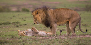 image 8 in Wildlife 2018 gallery