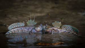image 9 in Wildlife 2018 gallery