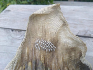 image 3 in zeealien gallery