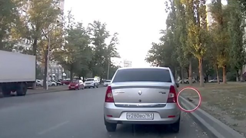 Moedigste duif ter wereld veroorzaakt auto-ongeluk (video)