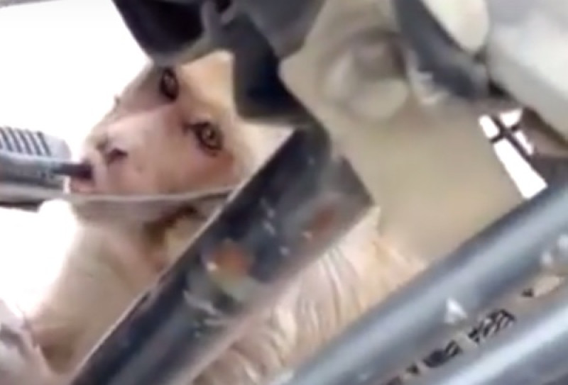 Aap is helemaal verslingerd aan benzine (video)