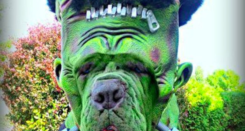Deze honden zijn al helemaal klaar voor Halloween (foto’s)