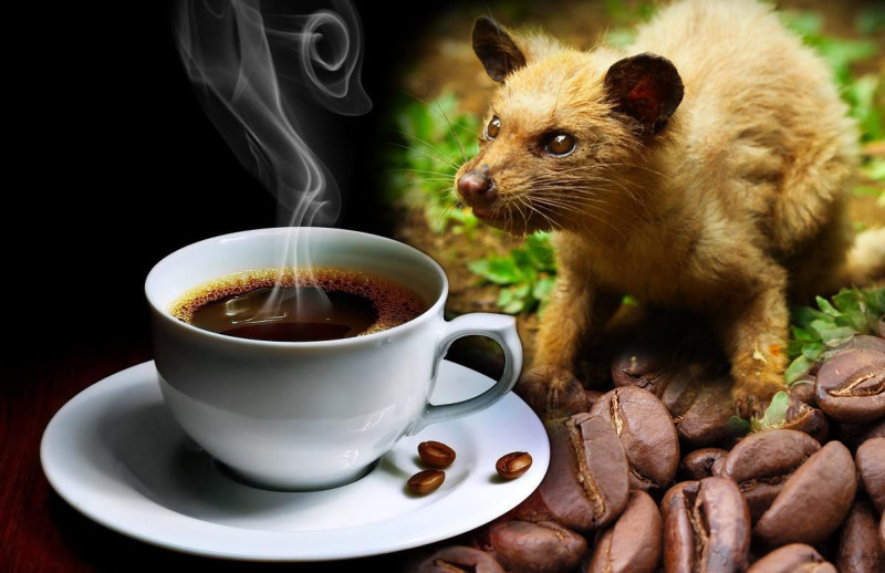 Dit zijn de 10 duurste koffiesoorten ter wereld (foto's)
