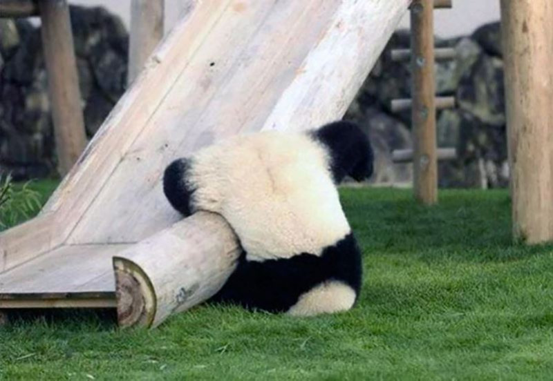 Slechte maandag? Deze dieren kunnen ervan meespreken (foto's)