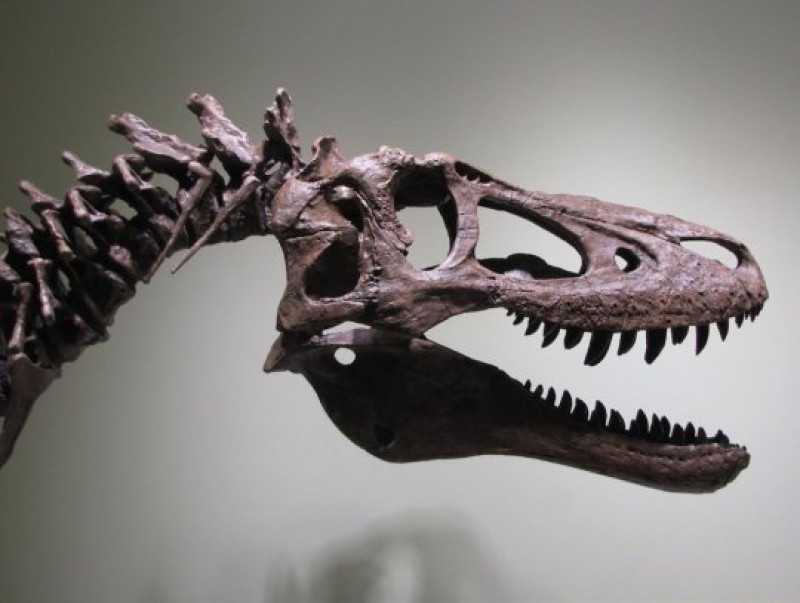 Man verkoopt baby T-Rex op eBay