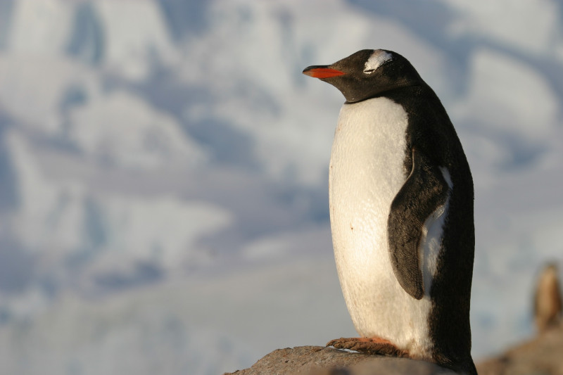Toogverhalen: de gestolen pinguïn die de wereld rond ging