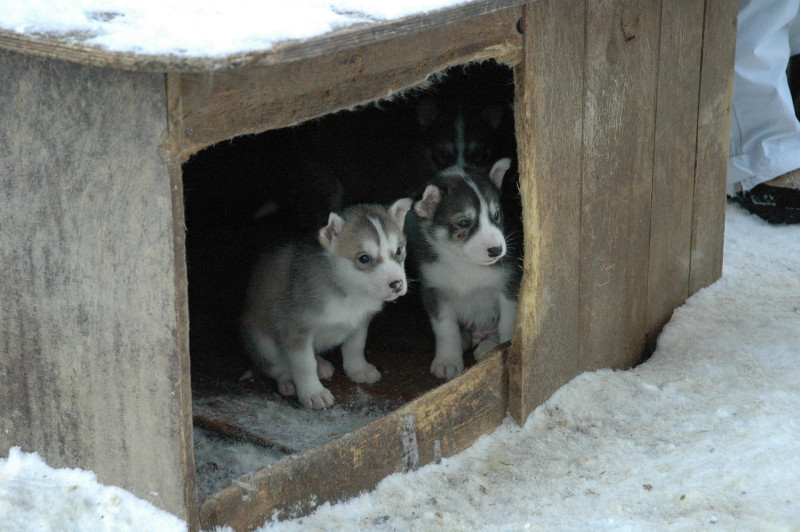 Wolfachtige puppy's worden massaal achtergelaten dankzij Game of Thrones