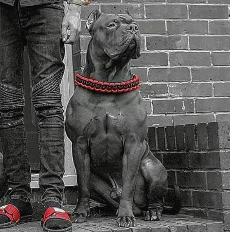 Verdict van Hond Paco zet het falen van justitie recht