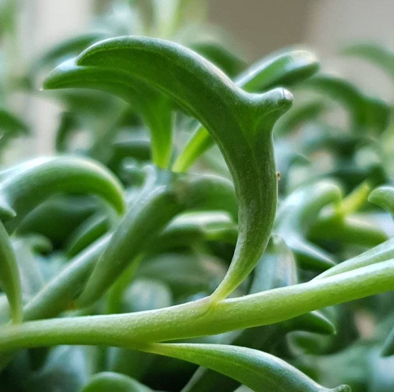Haal dolfijnen naar je woonkamer met deze plant