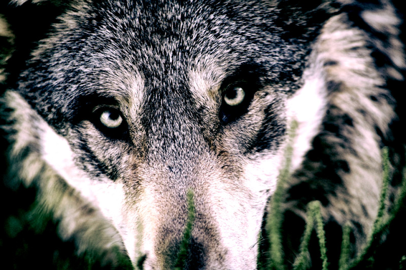 Vlaanderen is bang voor de grote boze wolf