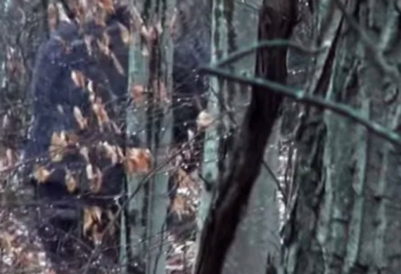 Wandelaars botsen op ‘schrikwekkende Bigfoot’ (video)