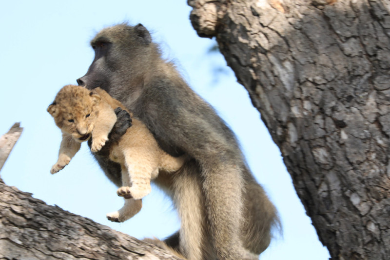Baviaan in ‘t wild doet scène uit ‘The Lion King’ na (video)