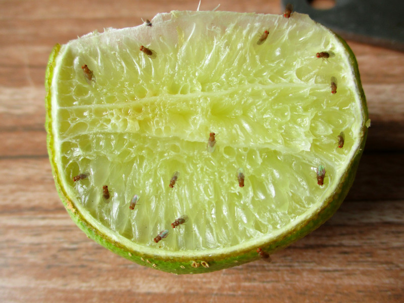 Fruitvliegjes weghouden in vier simpele stappen
