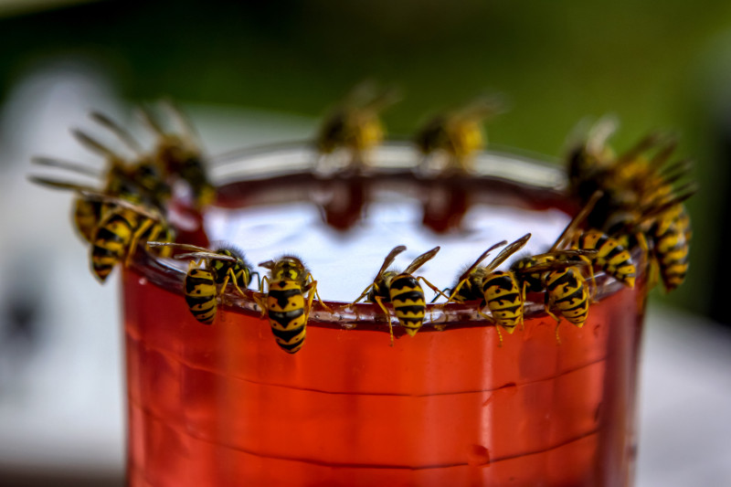 Deze producten houden wespen weg van je tafel