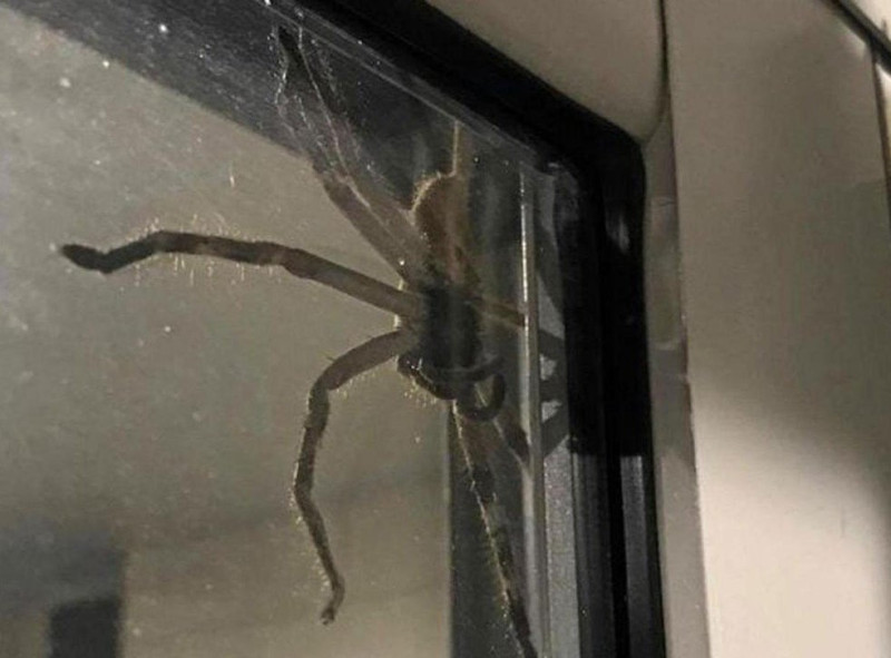 Man tolereert al jaar lang gigantische spin in zijn woonst