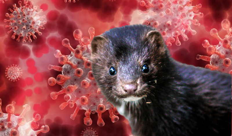 Gevaarlijke mutatie van het coronavirus bij nertsen