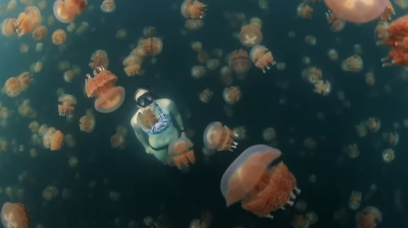 De indrukwekkendste virale filmpjes van 2020 (video)