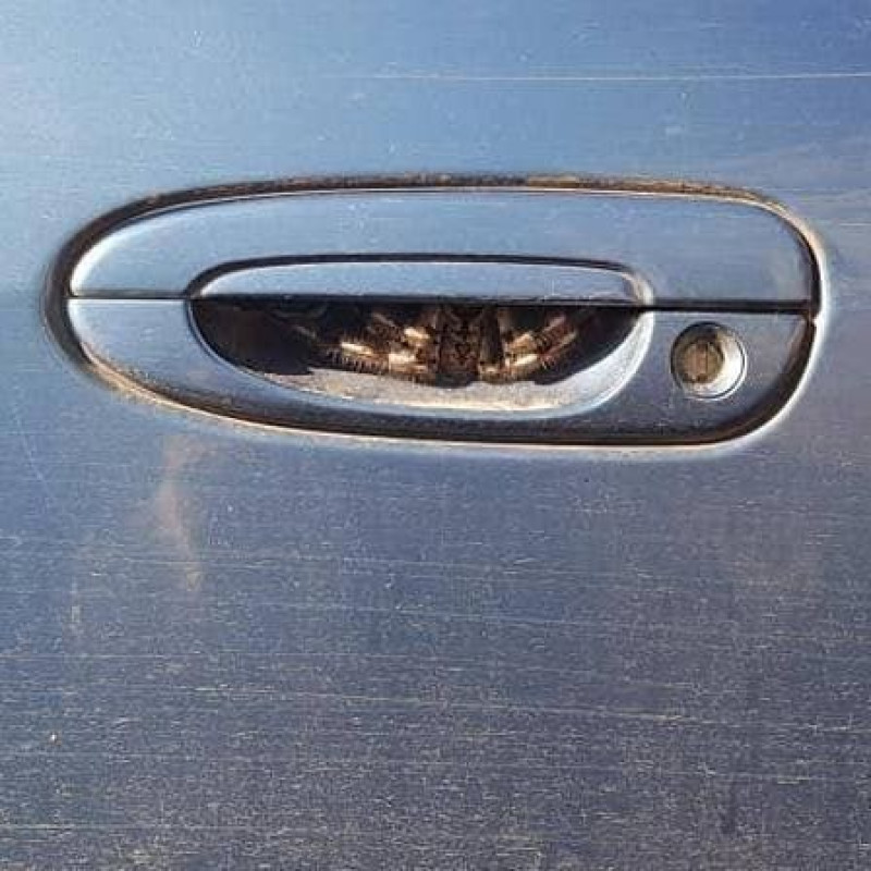 Juffrouw doet harige ontdekking onder deurklink van auto (foto's)