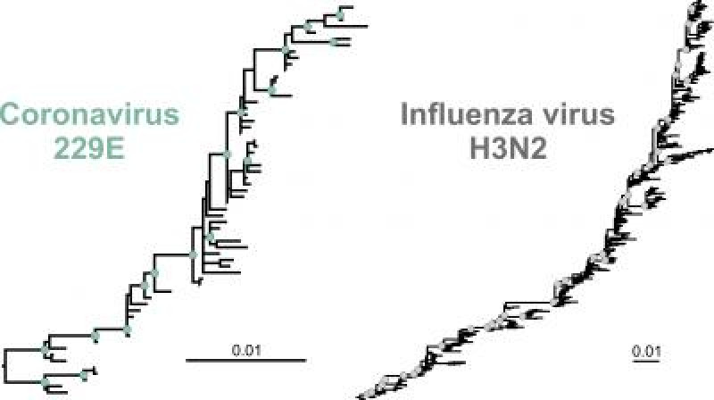 Wijziging SARS-CoV-2: trager dan griepvirus, sneller dan verkoudheidsvirus