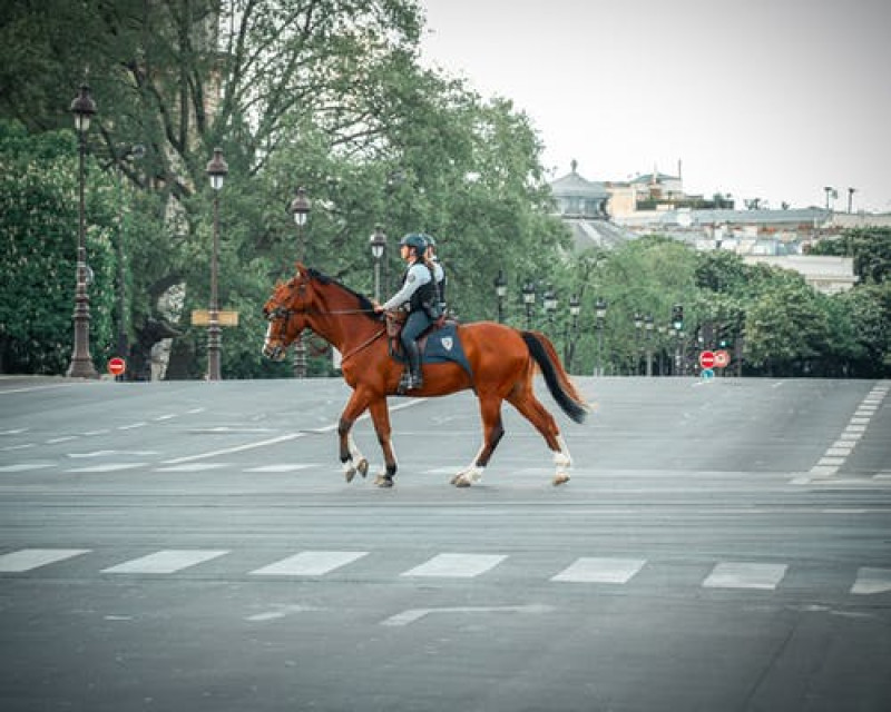 Al 26.095 handtekeningen tegen inzet van honden en paarden door politie