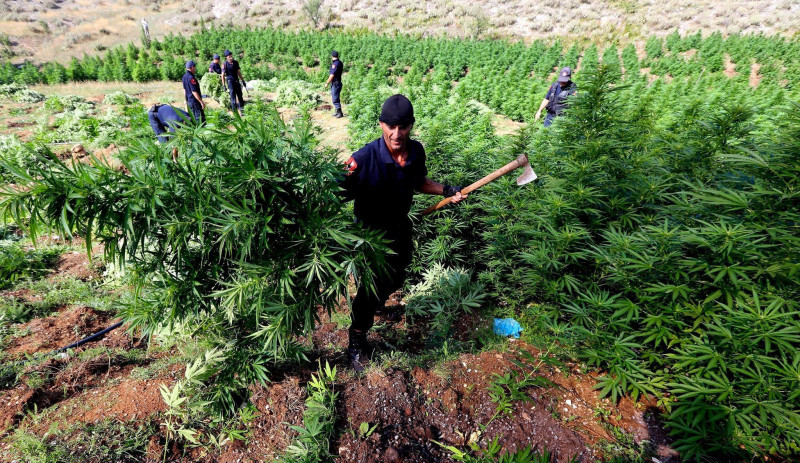 Albanese vereniging specialiseerde zich in grootschalige cannabisproductie in België
