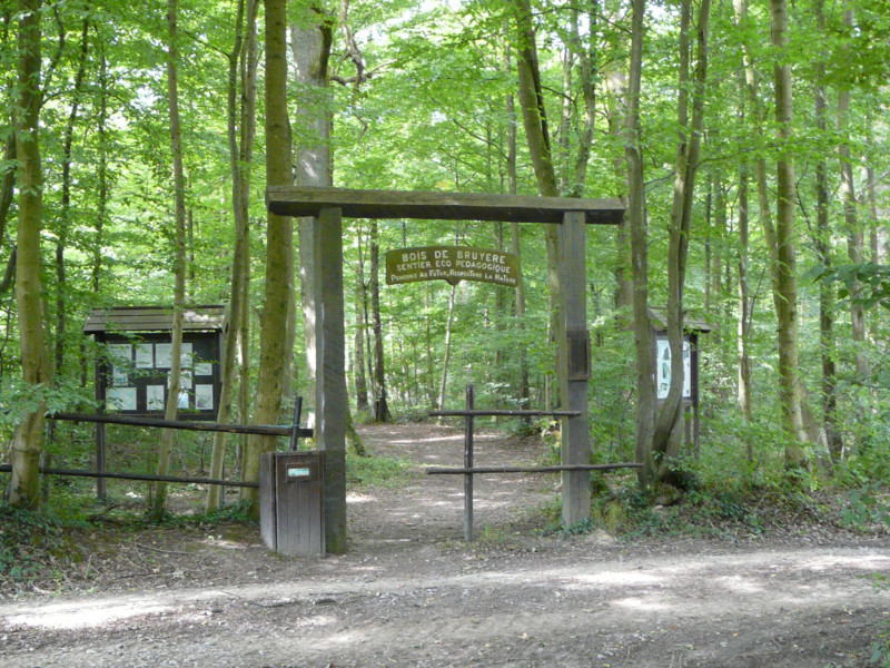 China koopt nu ook massaal Belgisch hout op