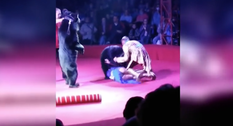 Russische beer valt zwangere berentemster aan (video)
