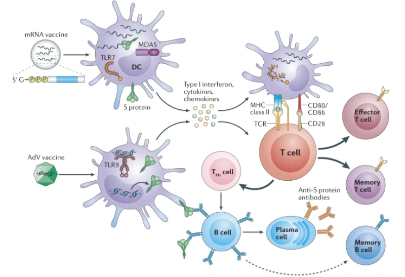 Het langetermijneffect van mRNA-vaccins op de gezondheid? Niemand die het echt weet...