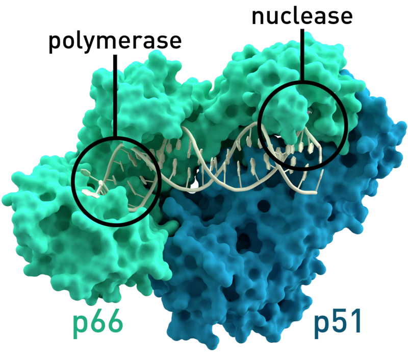 Eerste in vitro studie toont omzetting van mRNA-vaccin in DNA aan