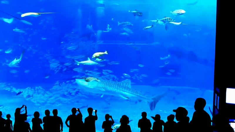 Tonijn smakt zich dood tegen aquariumglas vanwege flits (video)