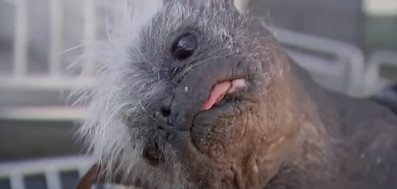 Mr.Happy Face verkozen tot lelijkste hond ter wereld (video)