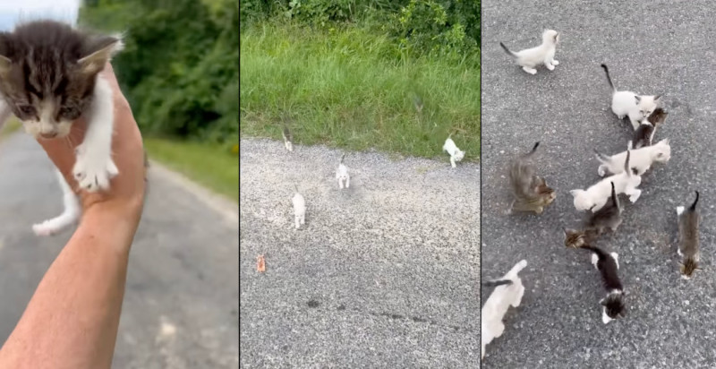 Man wordt in de schattigste hinderlaag ooit gelokt (video)