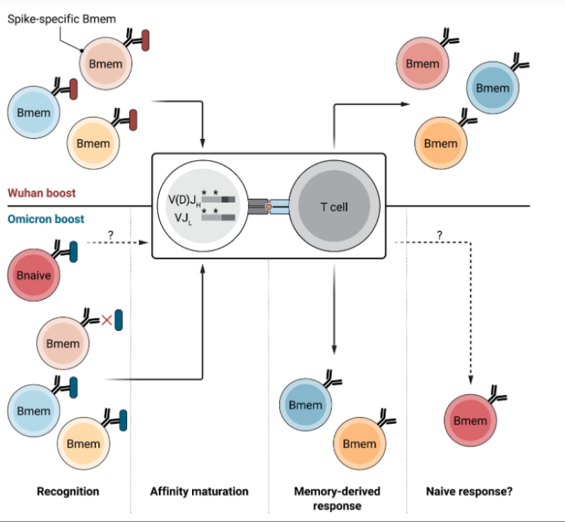 Science Immunology: aangepast coronavaccin zal weinig verschil maken