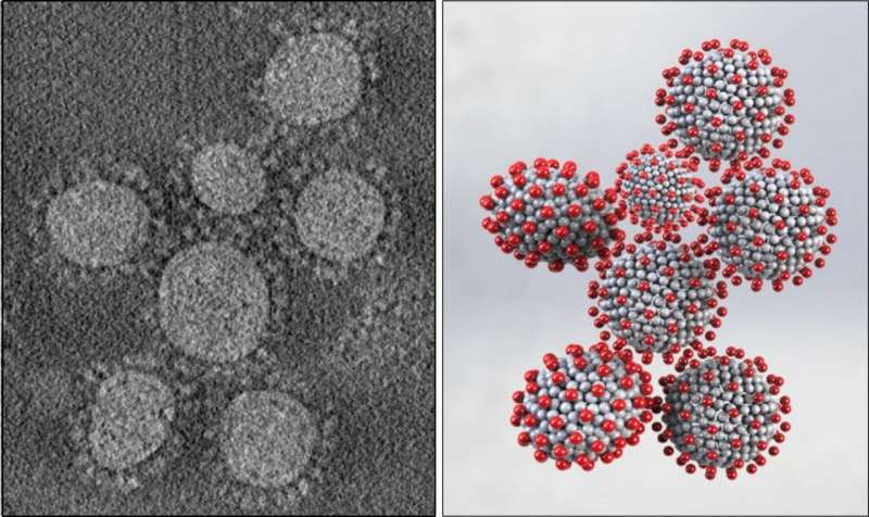 Coronavirus is niet altijd bolvormig en dat is slecht voor de mens
