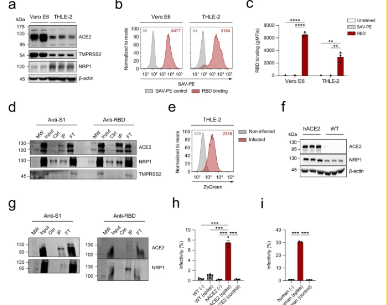 Stekeleiwitten (spikes) hebben ook negatief effect op hepatocyten van lever